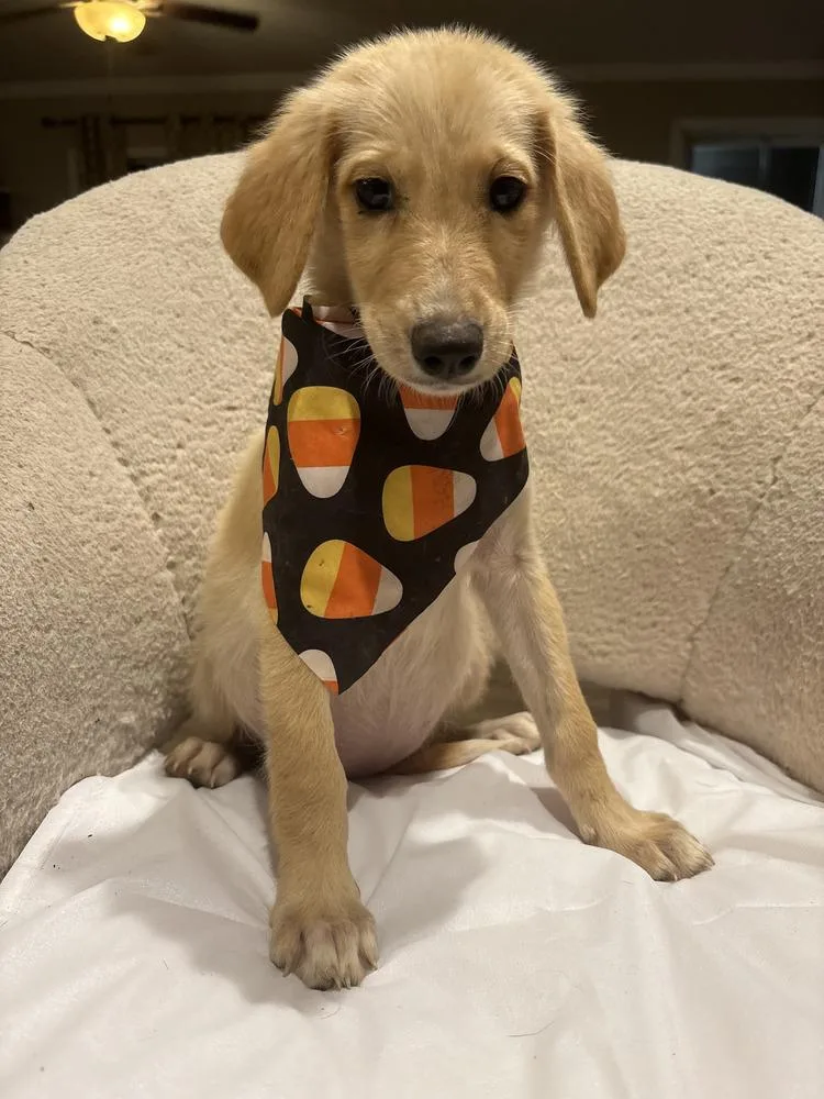 A baby medium-sized female Apricot / Beige Golden Retriever dog named Maple for adoption in Commerce City, CO