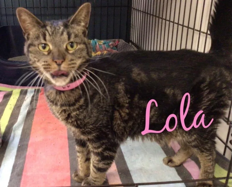 Lola thumbnail 5