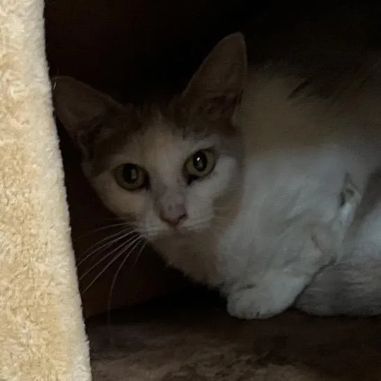 A young medium-sized female Buff / Tan / Fawn Domestic Short Hair cat named Mango for adoption in Bedford, NH