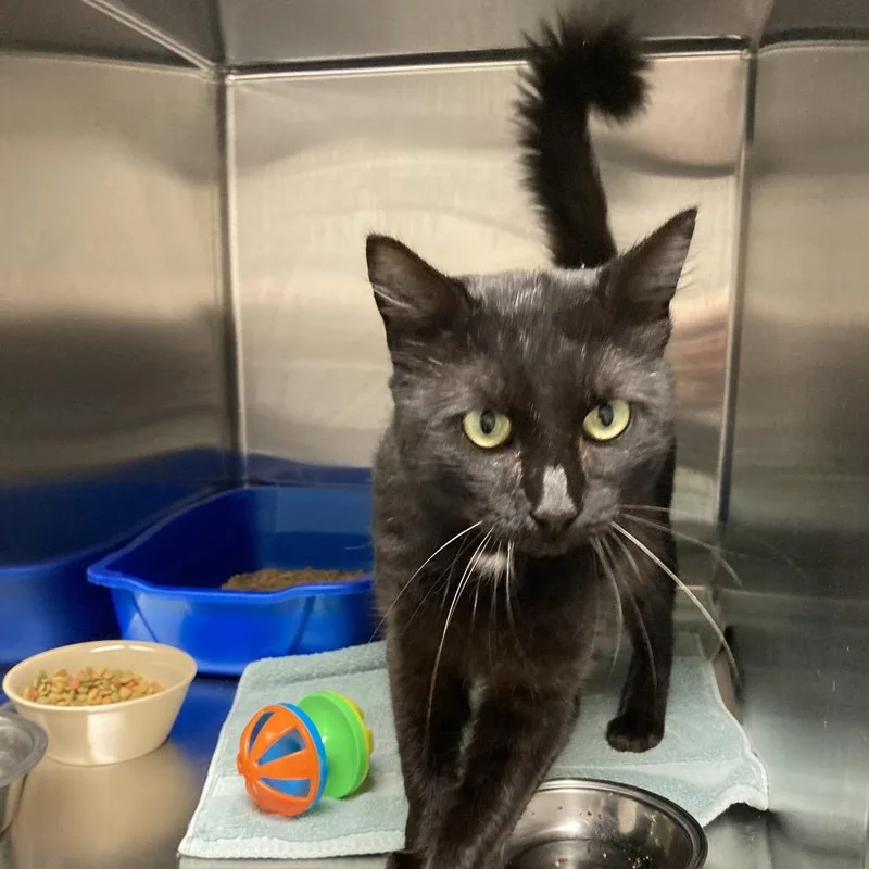 An adult medium-sized male Black Domestic Short Hair cat named Screech for adoption in Blue Ridge, GA