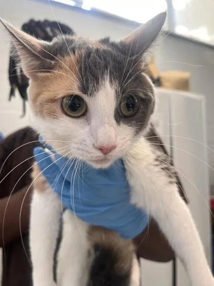 An adult medium-sized female Domestic Short Hair cat named Care for adoption in West Chester, PA