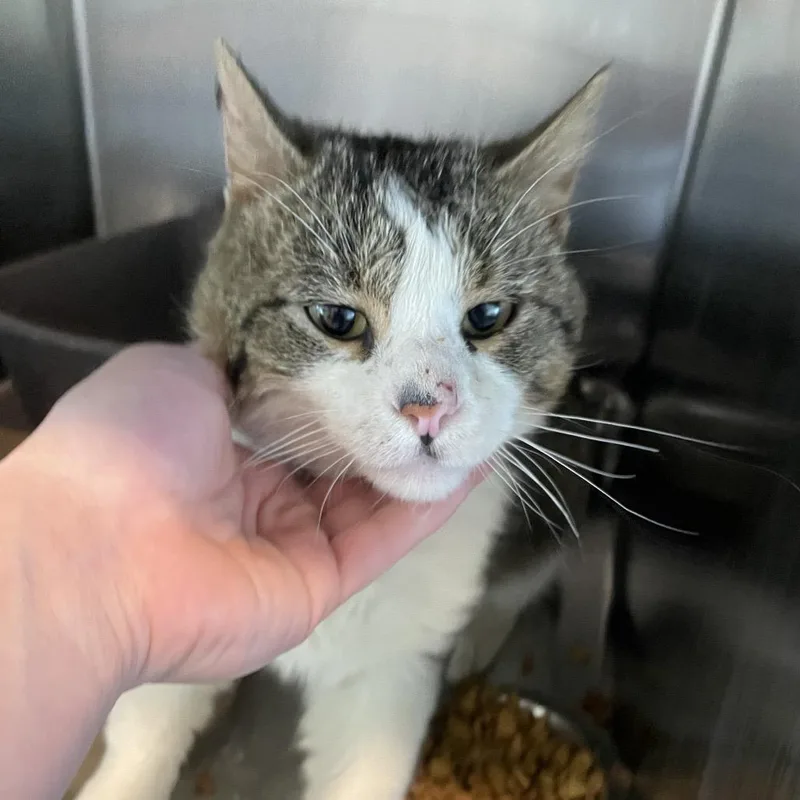 An adult small-sized male Brown / Chocolate Domestic Short Hair cat named Ethan Hunt for adoption in West Des Moines, IA