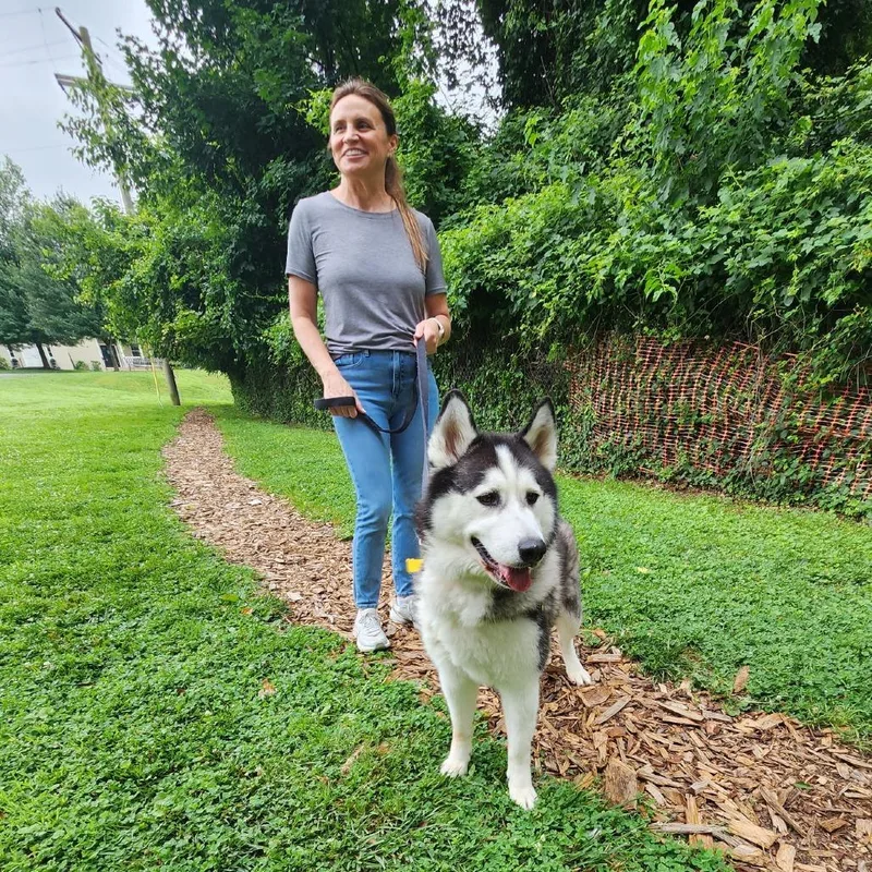An adult medium-sized male White / Cream Siberian Husky dog named Balto for adoption in Baltimore, MD