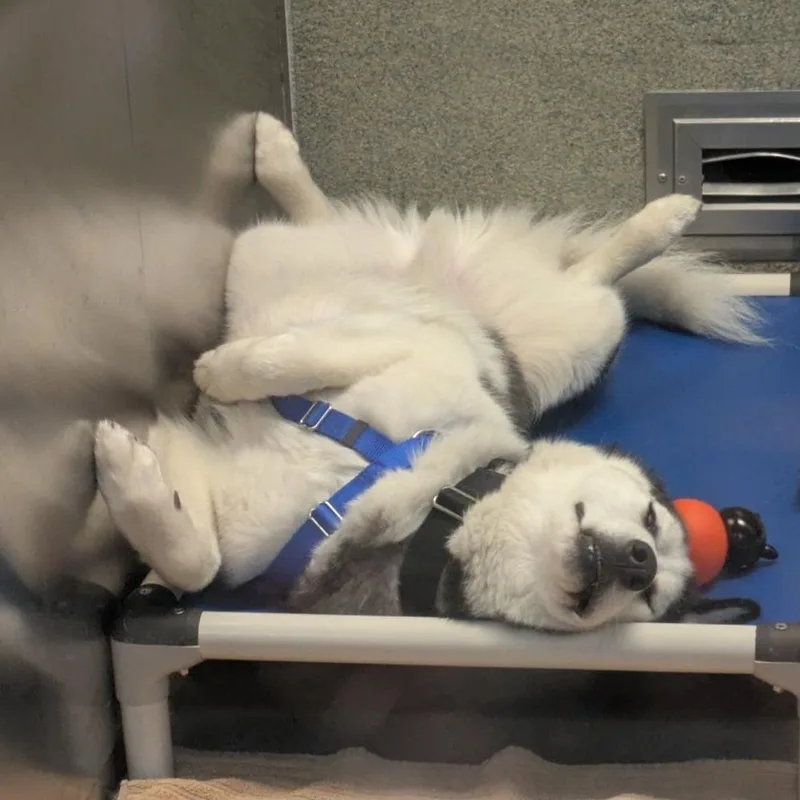 Balto thumbnail 2
