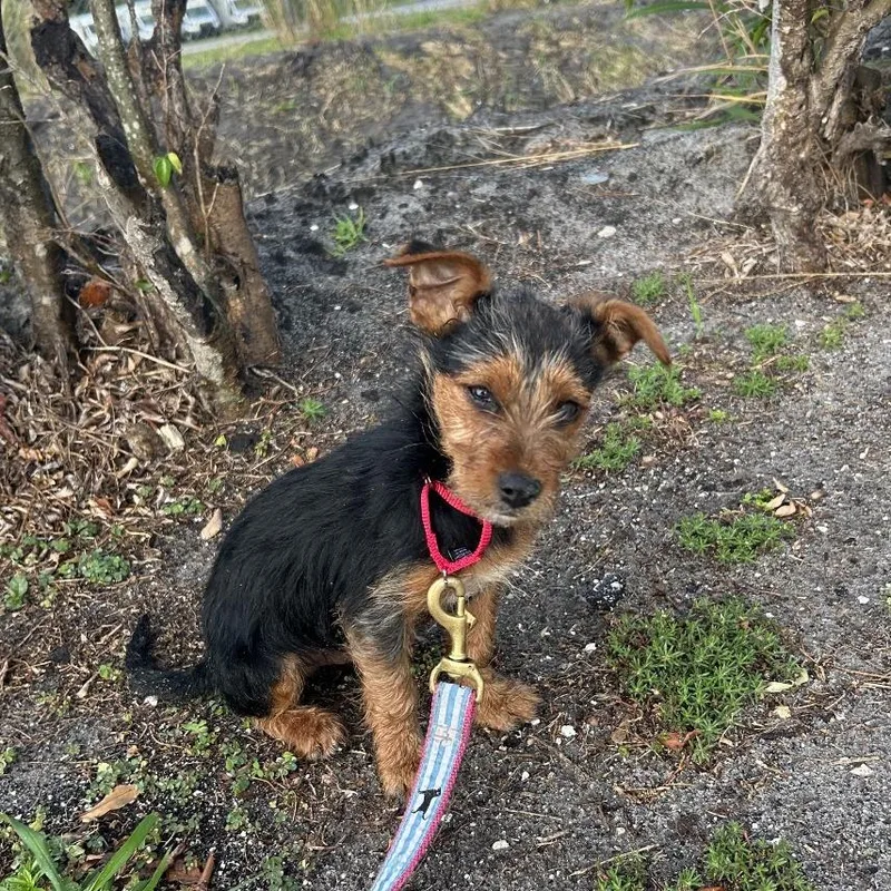 A young small-sized male Black Mixed Breed dog named Marvin for adoption in Jupiter, FL
