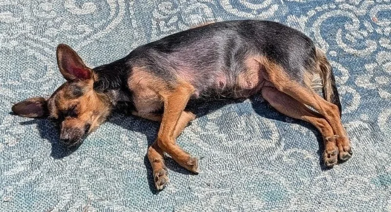 An adult small-sized female Black Chihuahua dog named Eden for adoption in Union Gap, WA
