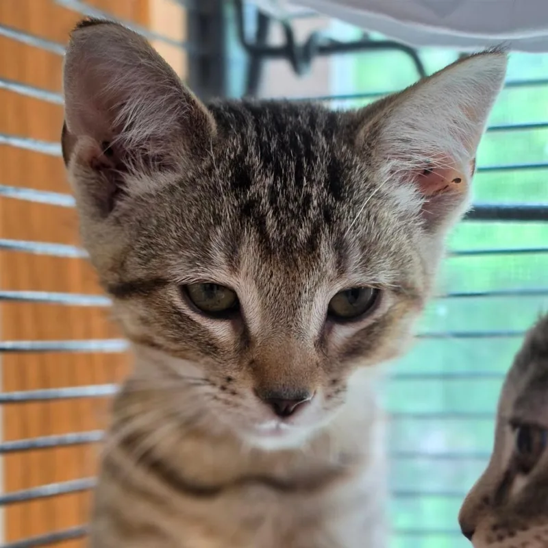 A baby small-sized male Brown / Chocolate Domestic Short Hair cat named Battenberg for adoption in Muncie, IN