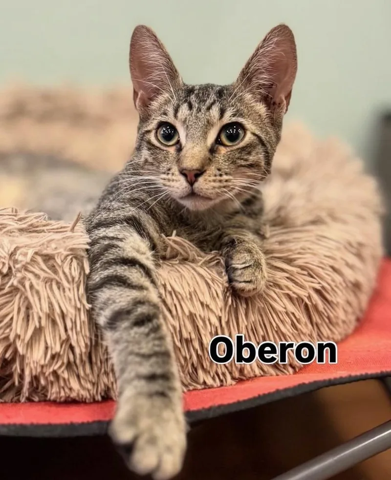 Oberon thumbnail 2