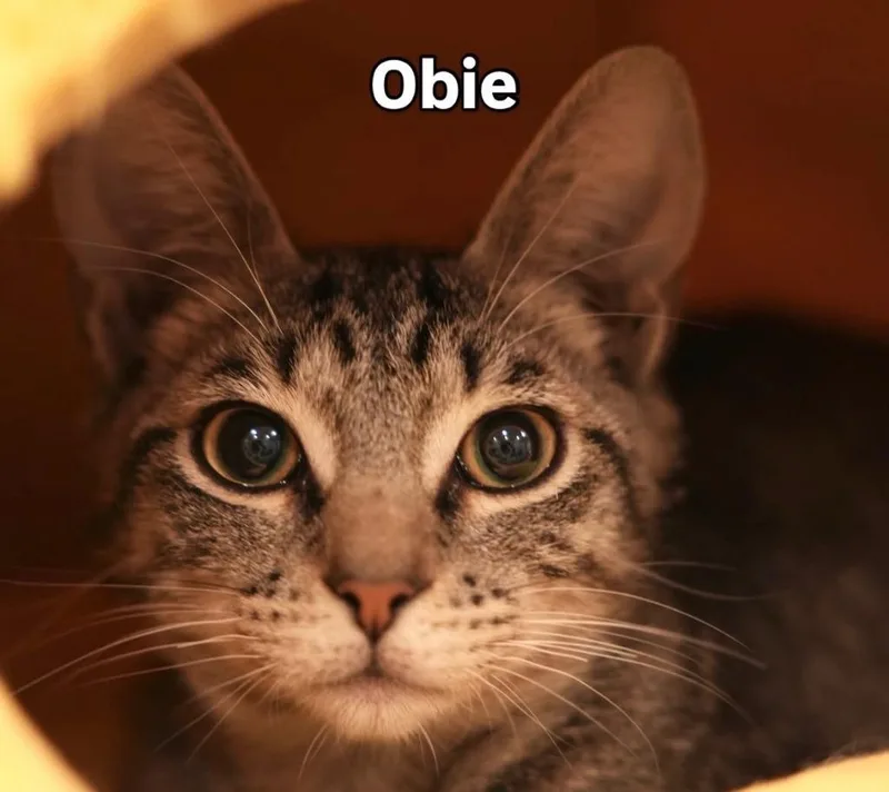 Oberon thumbnail 3