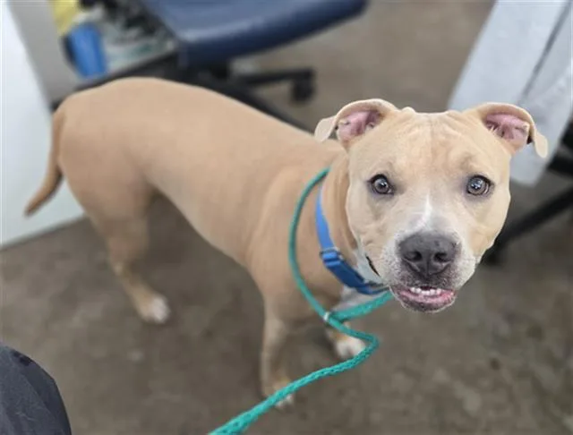 An adult large-sized female Mixed Breed dog named Rain for adoption in Dallas, TX