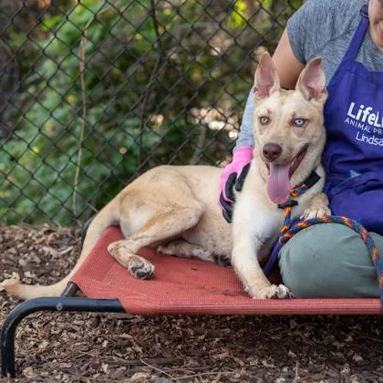 A young medium-sized female Mixed Breed dog named Marquess for adoption in Chamblee, GA