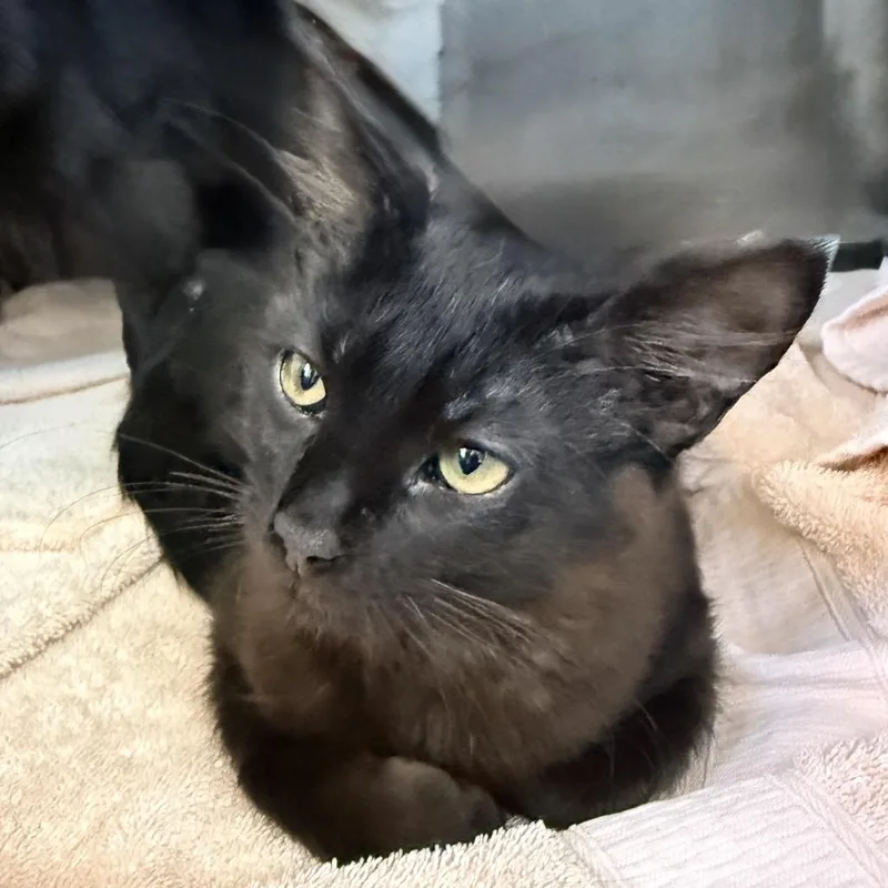 A baby small-sized male Black Domestic Medium Hair cat named Hoisin for adoption in Palm Springs, CA