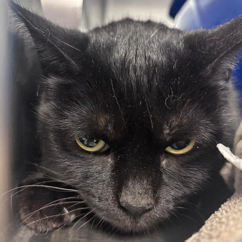 A senior large-sized female Brown / Chocolate Domestic Short Hair cat named Duchess for adoption in Indianapolis, IN