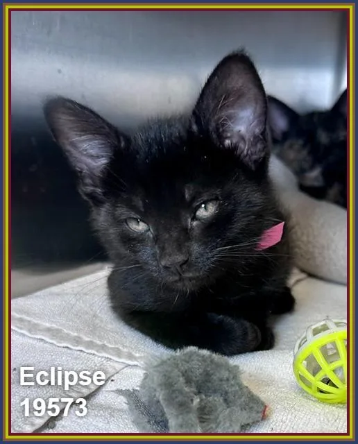 A baby medium-sized female Black Exotic Shorthair cat named Eclipse for adoption in Marietta, GA