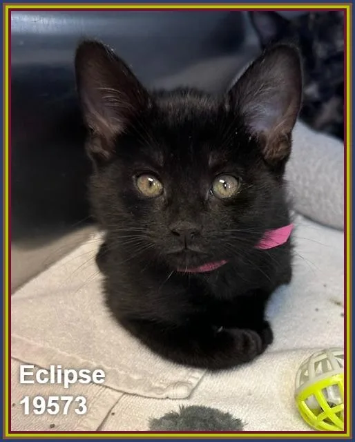 Eclipse thumbnail 2