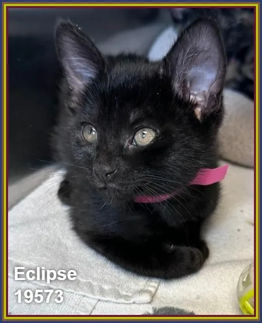 Eclipse thumbnail 3