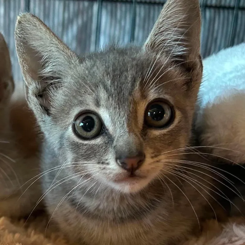 A baby small-sized male Buff / Tan / Fawn Domestic Short Hair cat named Sonny for adoption in Bastrop, TX