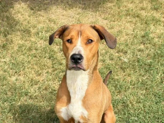 A young large-sized male Great Dane dog named Horse for adoption in Tulsa, OK