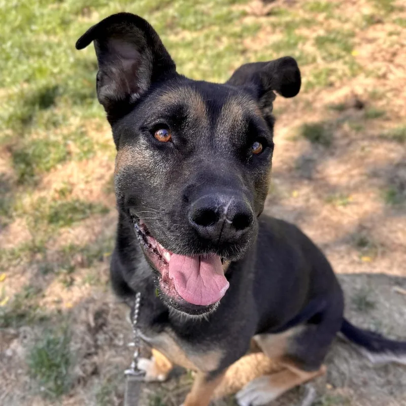An adult large-sized female Black Shepherd dog named Zelda  ECAS for adoption in Pleasanton, CA