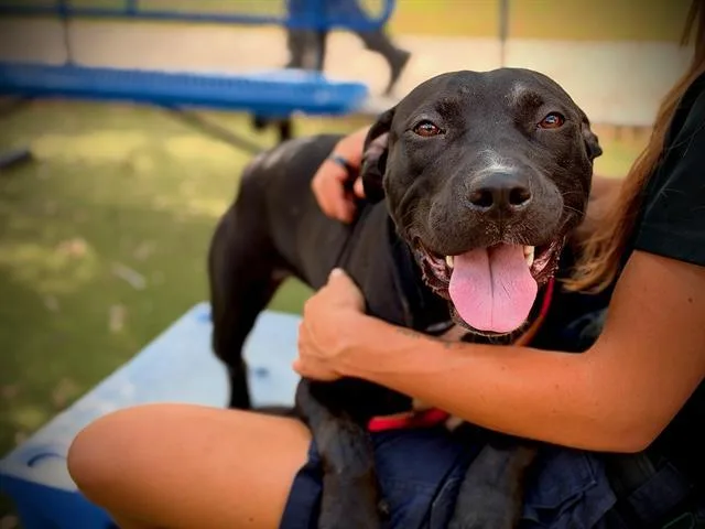 A young medium-sized female Pit Bull Terrier dog named Beans for adoption in Orlando, FL