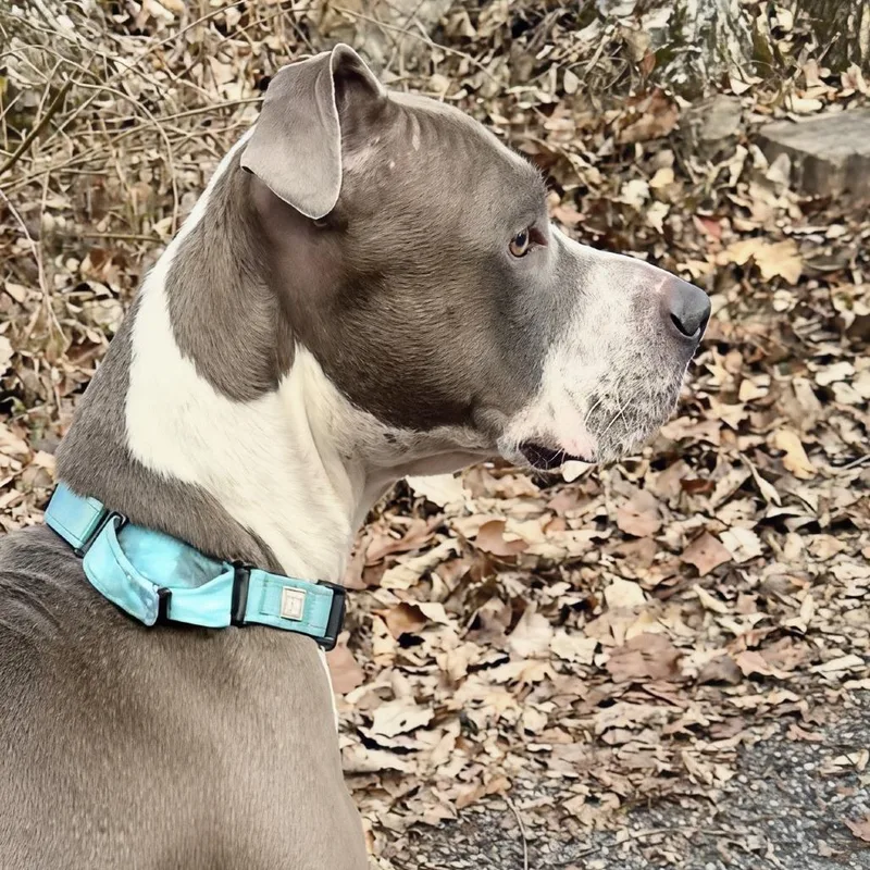 Gus