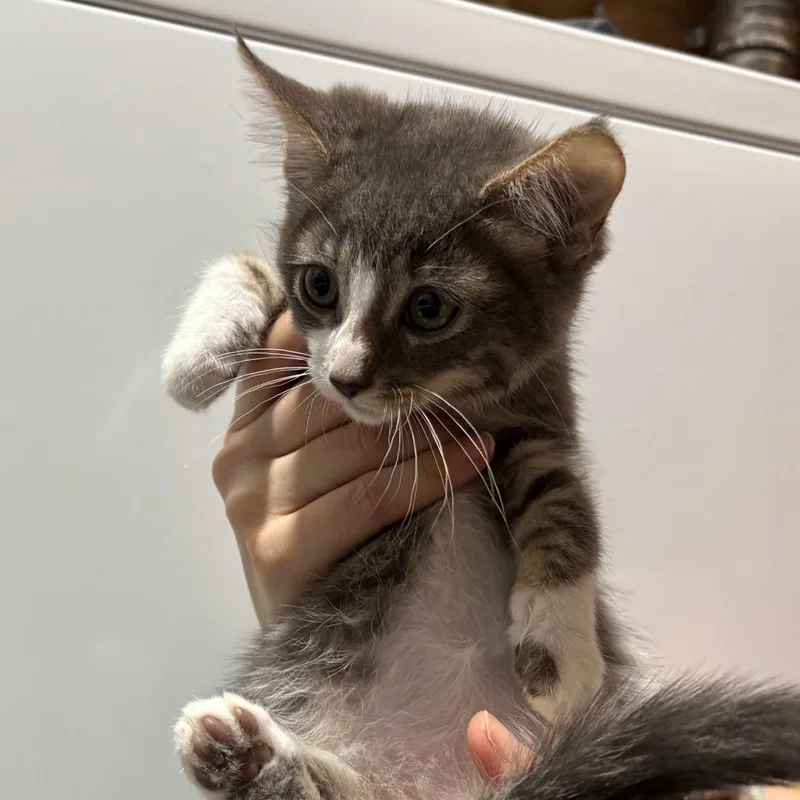 A baby small-sized male Gray / Blue / Silver Domestic Short Hair cat named Sploosh for adoption in Sunnyvale, CA