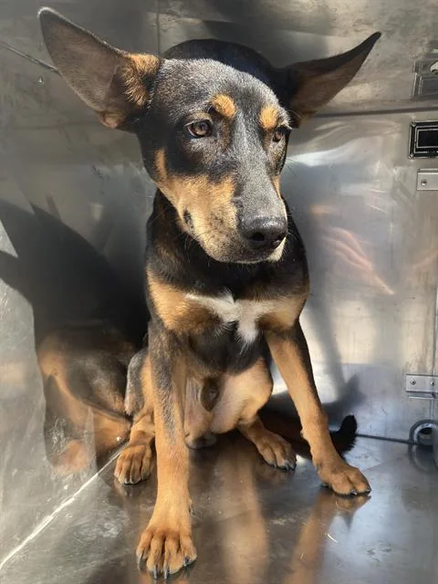 A young large-sized male Mixed Breed dog named Brody for adoption in Dallas, TX