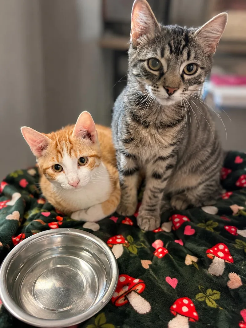 A baby small-sized male Domestic Short Hair cat named Bandit for adoption in Rio Linda, CA
