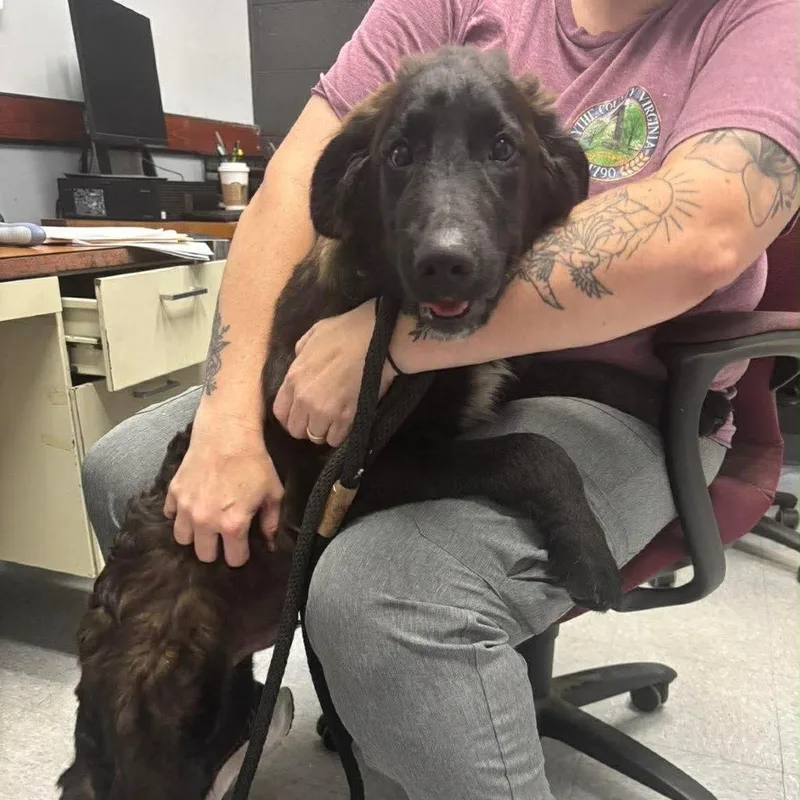 A young medium-sized male Brindle Newfoundland Dog dog named Ezra for adoption in Washington, DC
