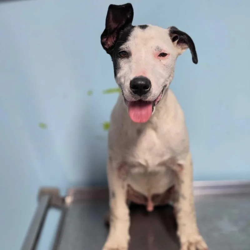 A baby medium-sized male Black Pit Bull Terrier dog named Diesel for adoption in Jefferson city, TN