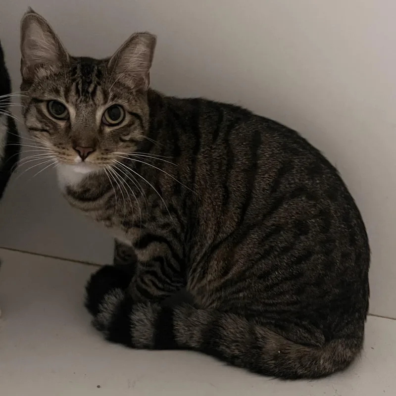 A young large-sized male Brown / Chocolate Domestic Short Hair cat named Beans City of for adoption in Chino Hills, CA
