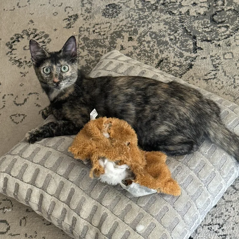 A baby medium-sized female Tortoiseshell Domestic Short Hair cat named Craisin for adoption in Davis, CA