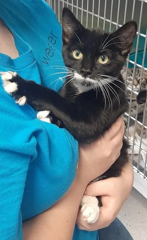 A baby medium-sized male Black & White / Tuxedo Domestic Short Hair cat named Butler for adoption in Georgetown, OH