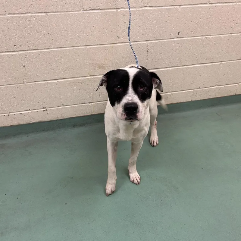 An adult medium-sized male Mixed Breed dog named Spike for adoption in Memphis, TN