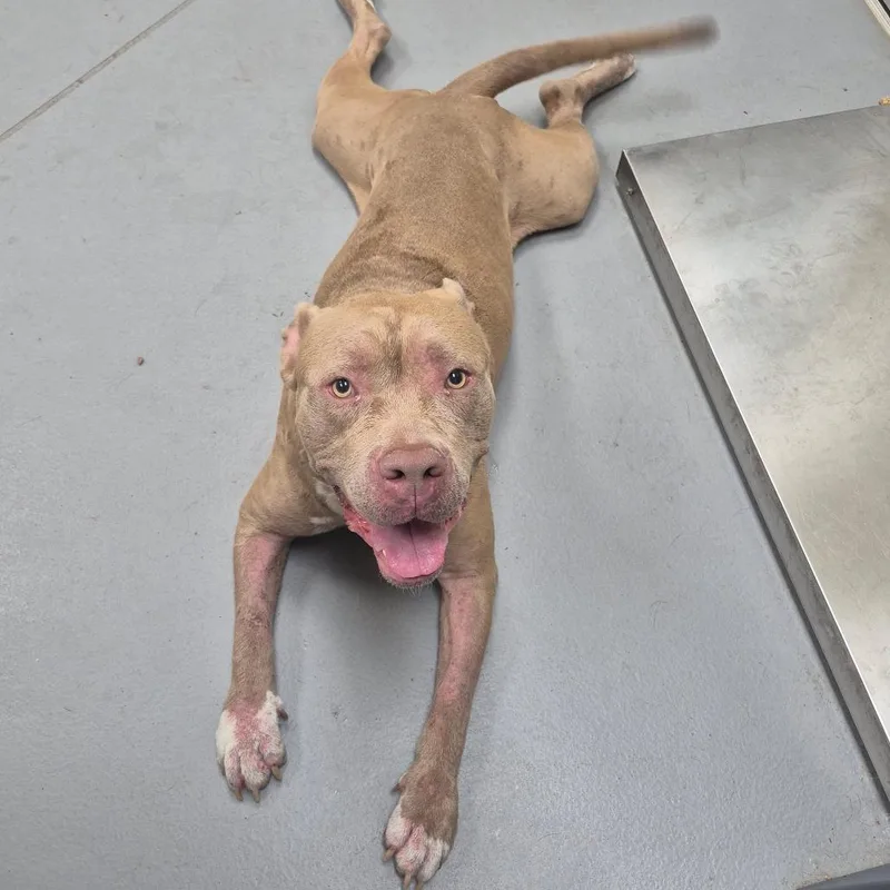An adult medium-sized male Yellow / Tan / Blond / Fawn Mixed Breed dog named Orson for adoption in Columbus, GA