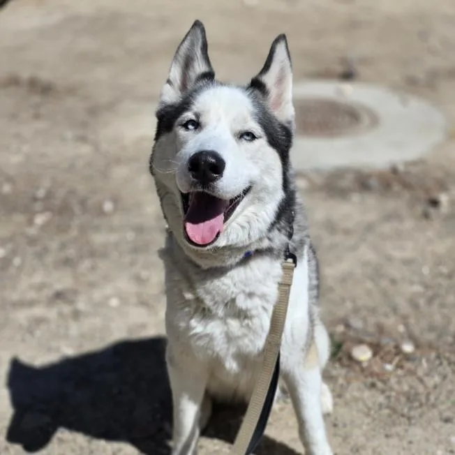 An adult medium-sized male Siberian Husky dog named Zeus for adoption in Las Vegas, NV
