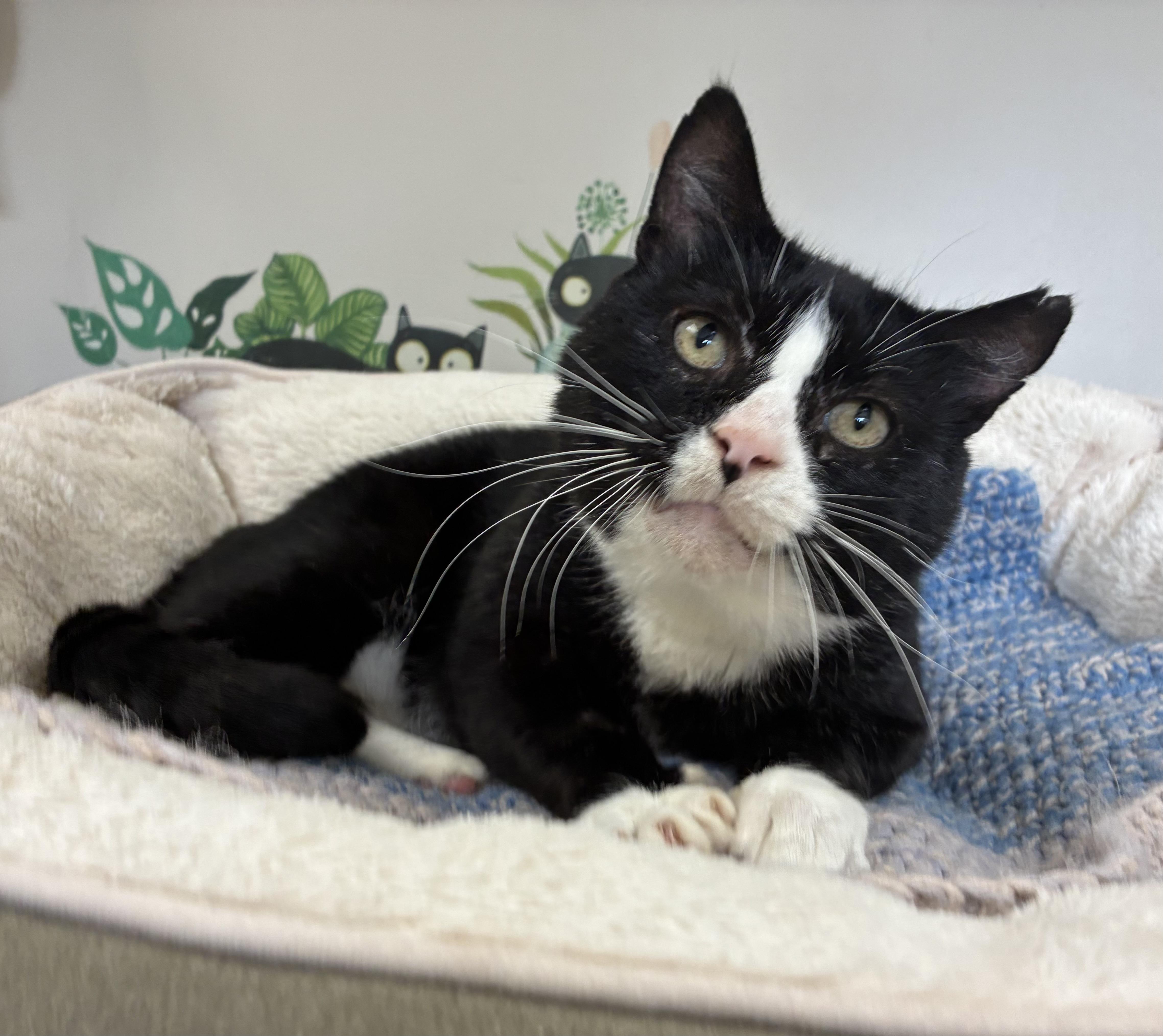 An adult large-sized male Black & White / Tuxedo Domestic Short Hair cat named Cheech for adoption in Breinigsville, PA