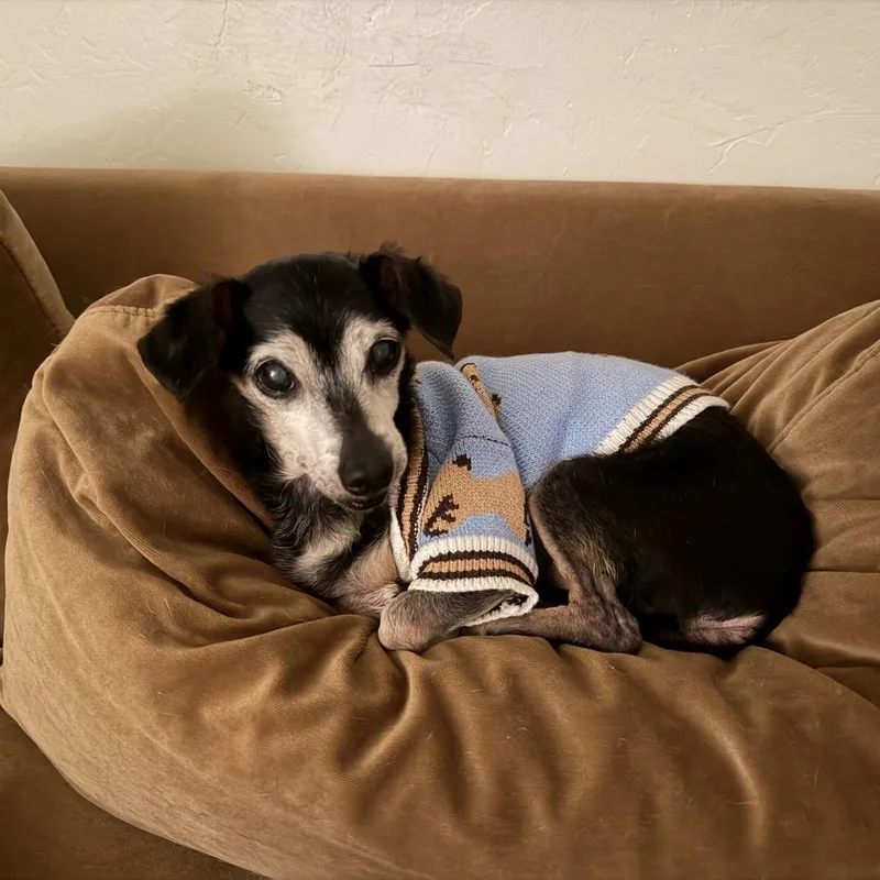 A senior small-sized male Black Chihuahua dog named PawPaw for adoption in San Diego, CA