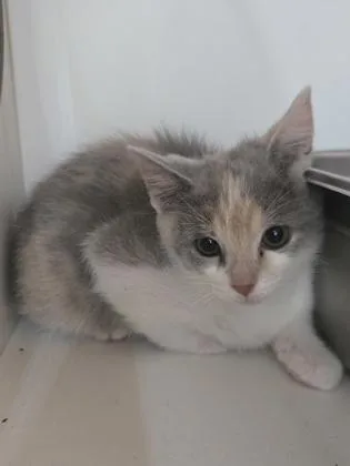 A baby small-sized female Domestic Short Hair cat named Stardust for adoption in Savannah, GA
