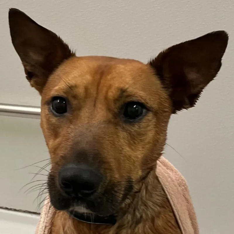 An adult medium-sized male Golden Bull Terrier dog named Kane for adoption in Chuckey, TN
