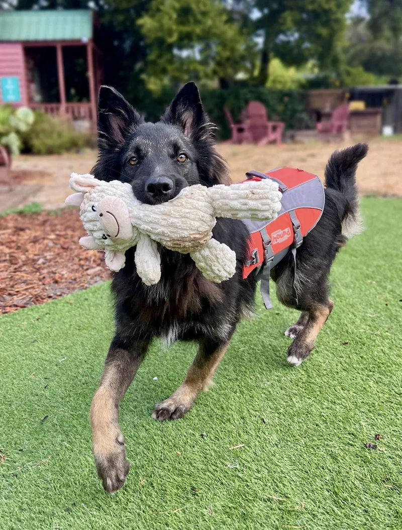 A young large-sized male Tricolor (Brown, Black, & White) Belgian Shepherd / Tervuren dog named Liam for adoption in Oakland, CA