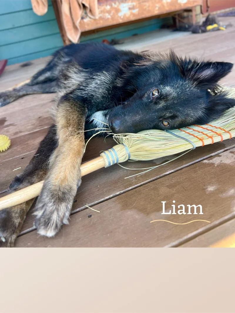 Liam thumbnail 4
