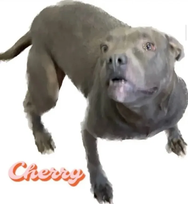 An adult medium-sized female Pit Bull Terrier dog named Cherry for adoption in Canyon, TX
