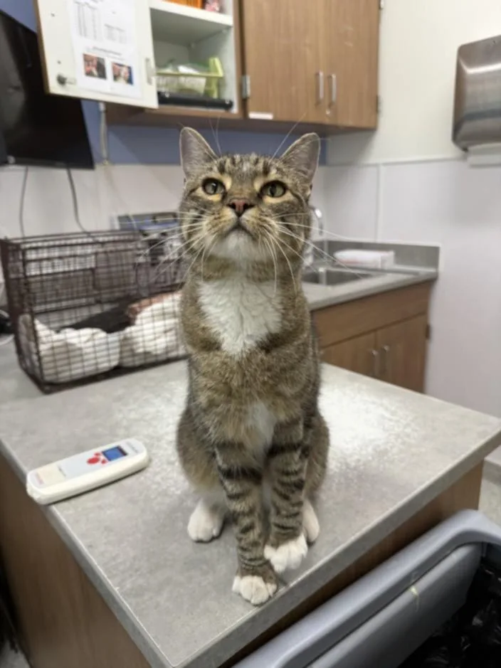 An adult small-sized female Domestic Short Hair cat named Girl Boss for adoption in Loveland, CO