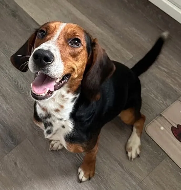A young medium-sized male Tricolor (Brown, Black, & White) Beagle dog named Bagel for adoption in Saddle River, NJ