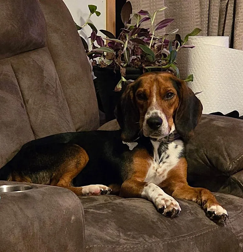 Bagel thumbnail 3