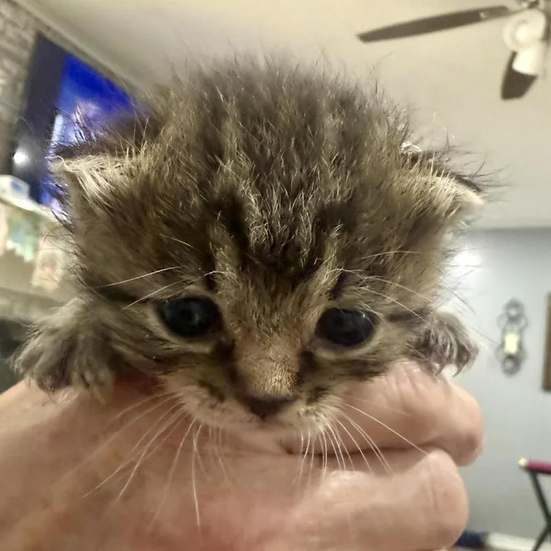 A baby small-sized female Brown / Chocolate Domestic Short Hair cat named Utopia for adoption in Bentonville, AR