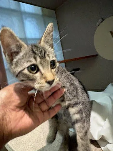 A baby medium-sized male Domestic Short Hair cat named Isles for adoption in Washington, DC
