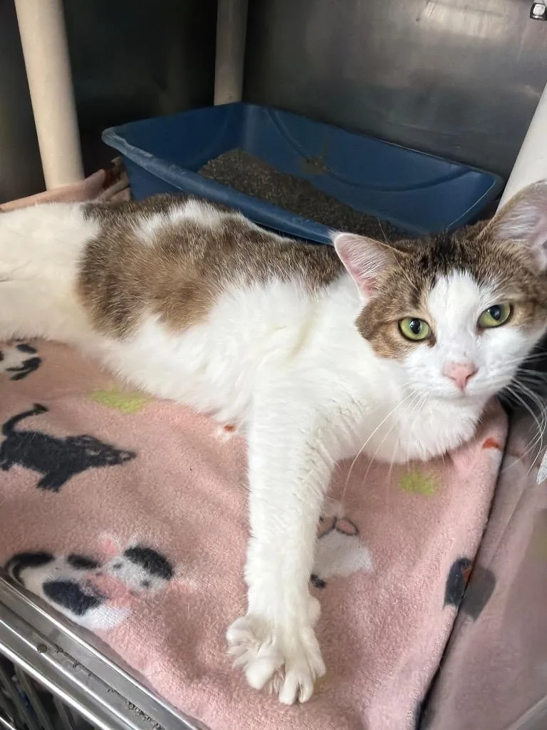 An adult medium-sized female Domestic Short Hair cat named Ivy for adoption in Virginia, MN