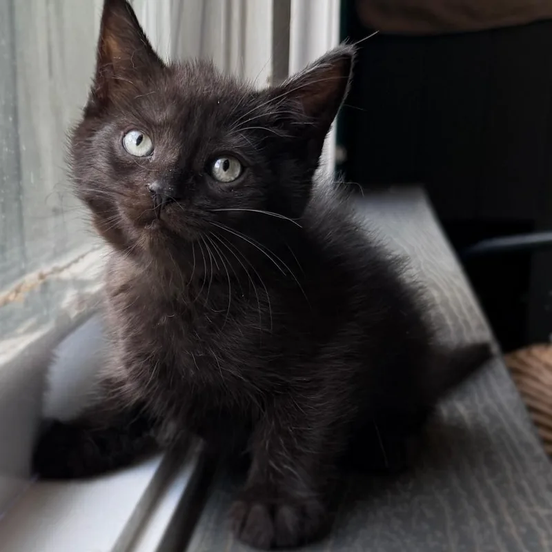 A baby small-sized male Black Domestic Short Hair cat named Nutty Bar for adoption in Asheville, NC